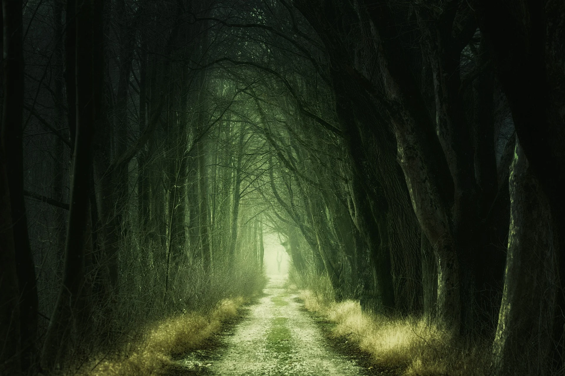 Green eerie forest road