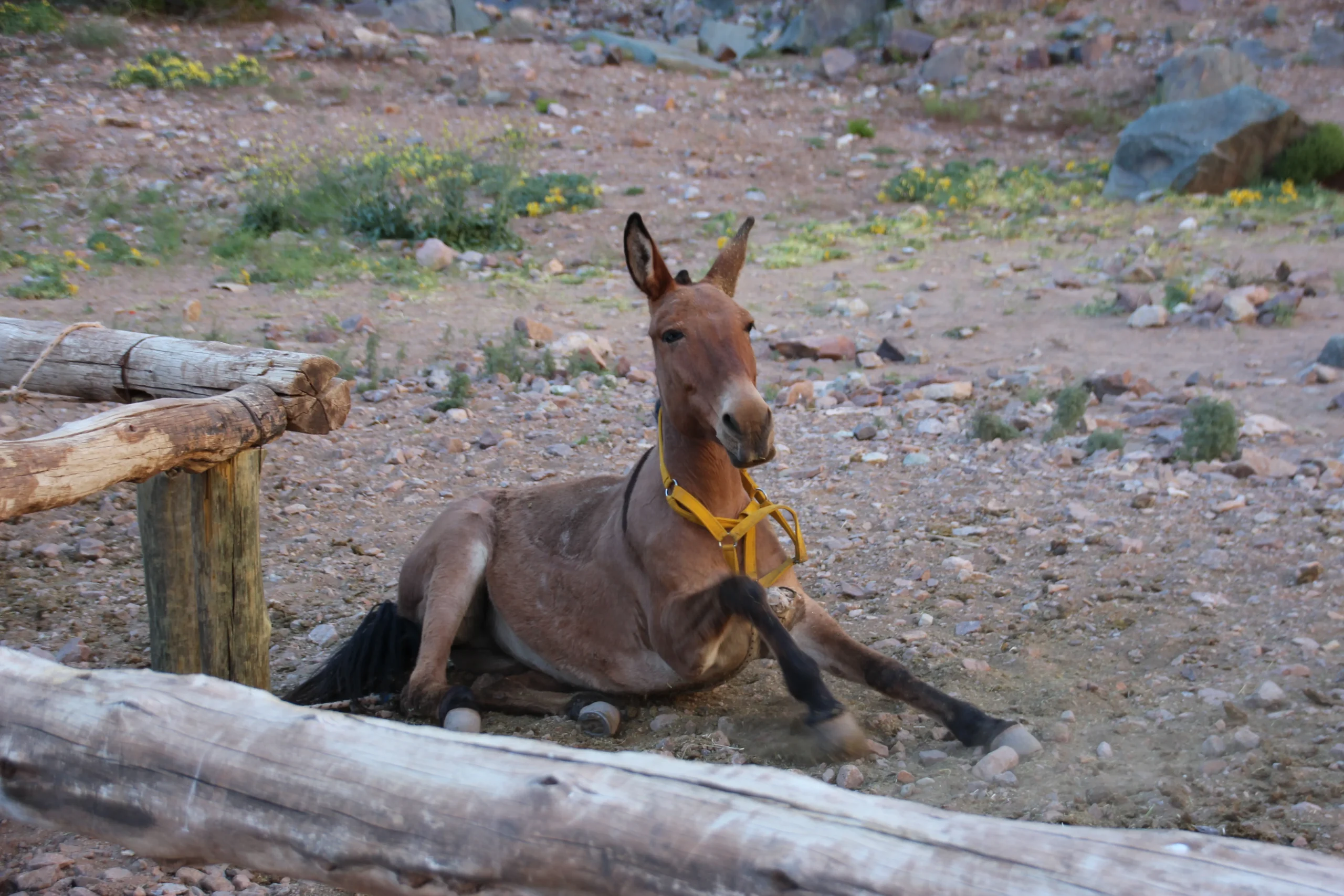 Mule laying down in dirt