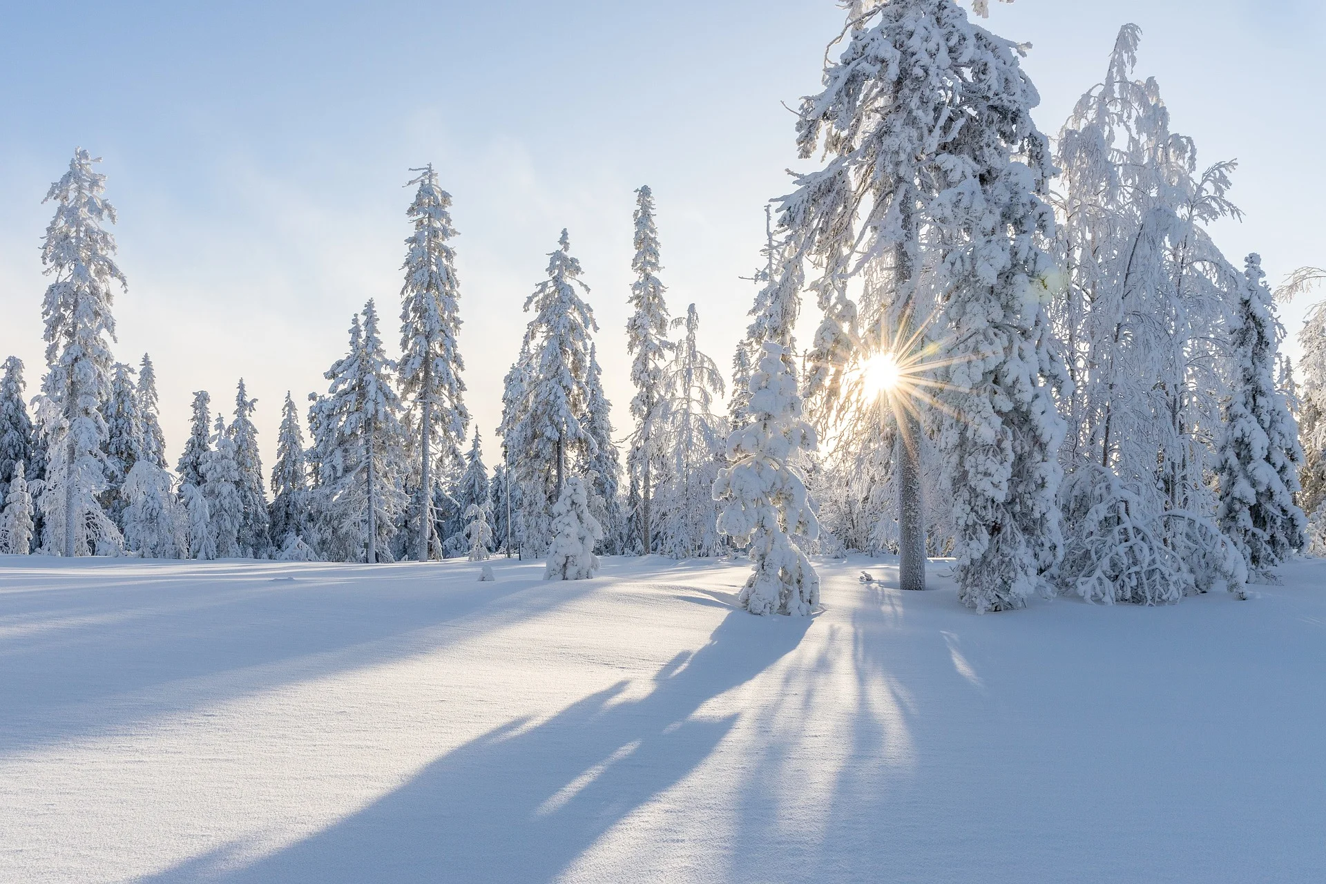 Winter scene with sun shining through snow covered trees