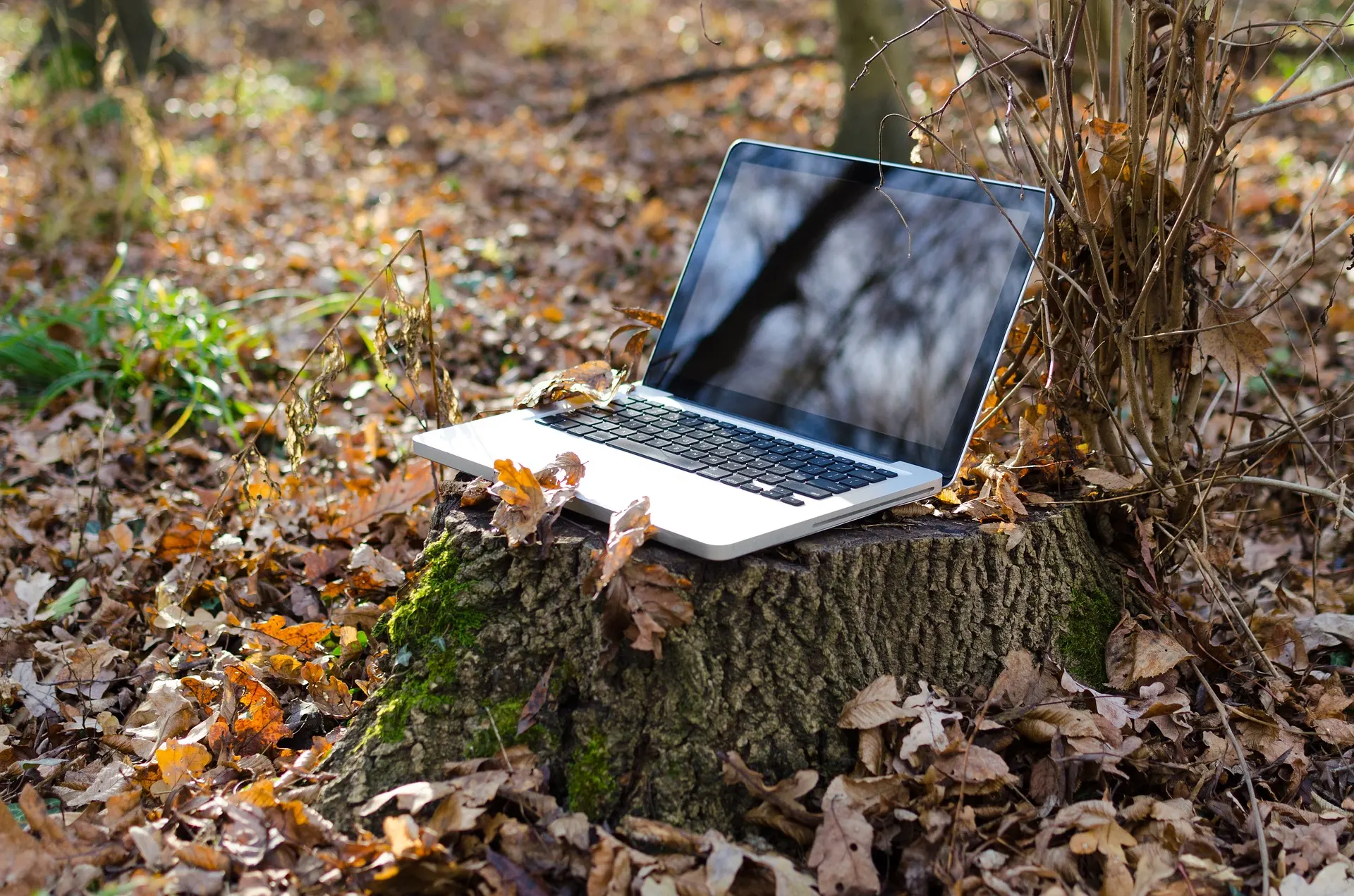 Laptop in a forest of leaves